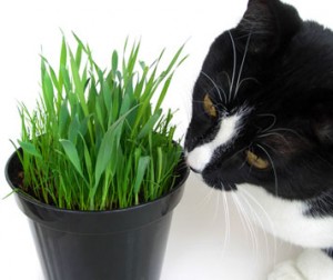 cat_toys