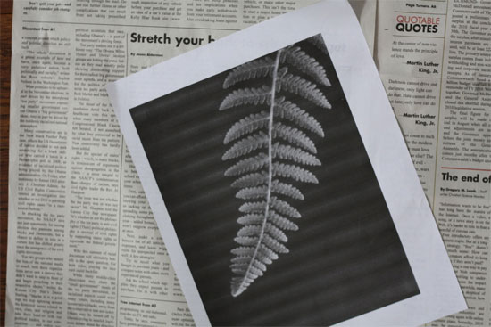 Newspaper_Ferns2