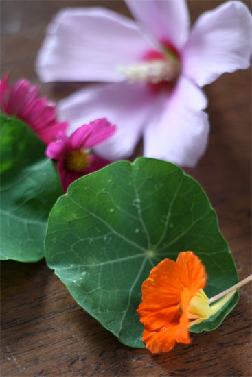Pounded_Leaf_and_Flower_Prints2