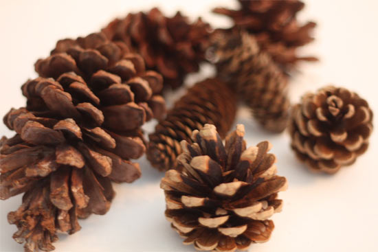 Scented_Pine_cone_Fire_Starters2 Scented_Pine_cone_Fire_Starters2