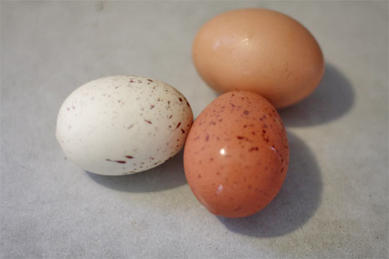 Message_in_an_Egg2