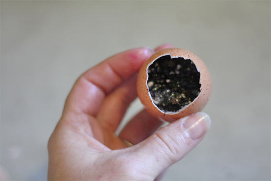 Sprouting_Grain_Eggs4