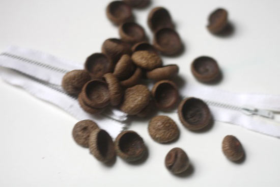 Zipper_Acorns2
