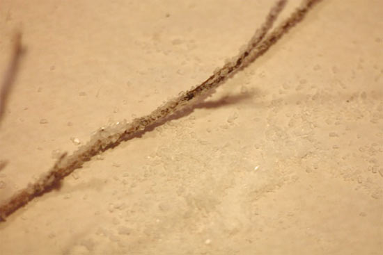 DIY_Frosted_Branches2