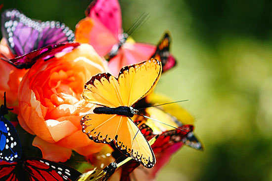 How_to_Make_a_Butterfly_Bouquet5