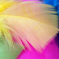 Feathers