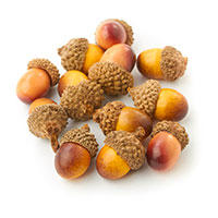 Autumn Decorative Fillers