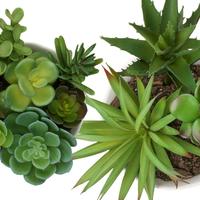 Faux Succulents