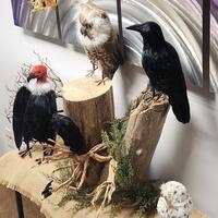 Crows and Owls