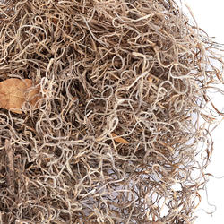 Natural Spanish Moss